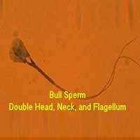 Bull Sperm